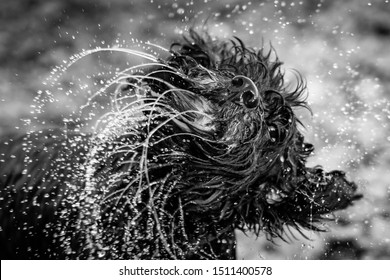 Wet Dog Shaking Black And White Water Slow Motion