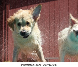 Wet Dog Shaking Fur Dry Floppy Ears Water Droplets