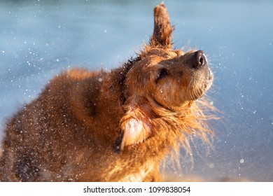 Wet Dog Shaking Off After Swiming