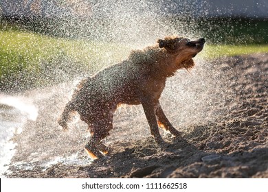 Wet dog shaking off after swimming, sunset light