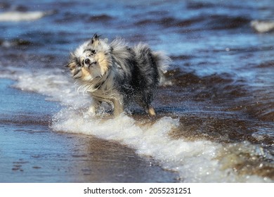 Wet Dog Shaking Off Water At Beach Standing In Water.