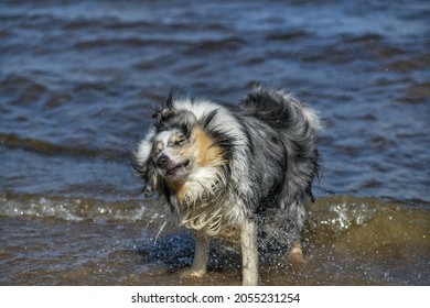 Wet Dog Shaking Off Water While Standing In Water.