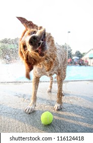 A Wet Dog Shaking Water Off