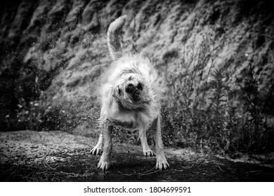 Wet dog shaking water on field, animals and nature