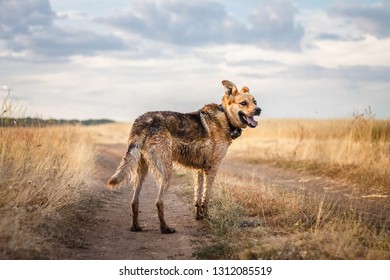 Wet Dog Stands On The Road In The Field And Is Waiting For The Owner