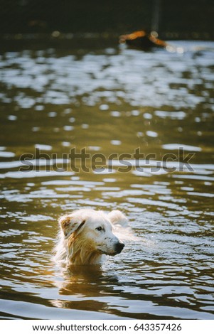 Similar – A white dog shakes water out of its fur at a lake.