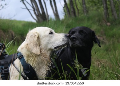 Wet Dogs With Gopro