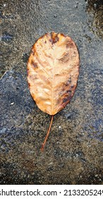 Wet And Dry Brown Leaf On Wet Cement Floor