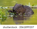 Wet eurasian beaver eating leaves in swamp in summer