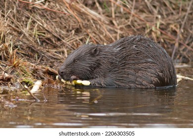 Wet Eurasian Beaver In Water