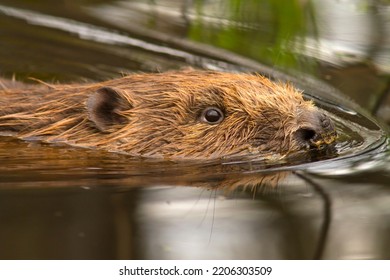 Wet Eurasian Beaver In Water