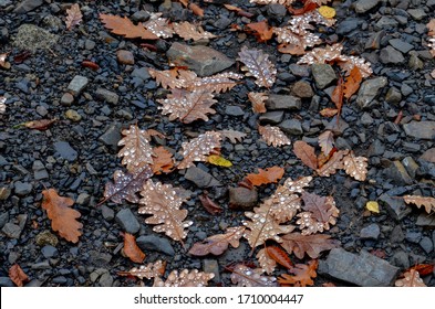 Wet Fallen Oak Leaves On Stony Ground