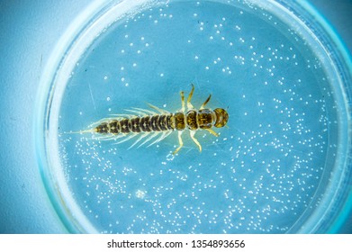 Wet (fixed) Specimen Of Mayfly (Ephemeridae) Larva In Petri Dish.