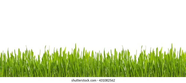 wet Fresh Green grass with rain water drops isolated on white background