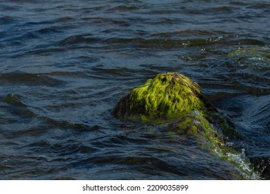 Wet Fucus And Chlorophyta On A Stone In The Sea