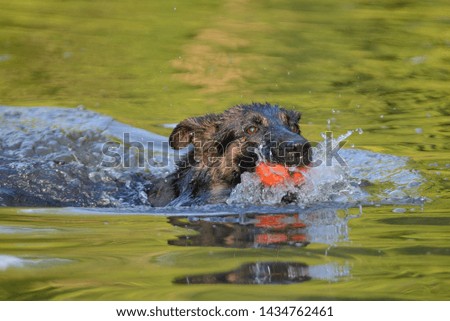 Similar – water rat Pet Labrador