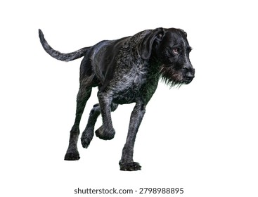 A wet German Wirehaired Pointer. in mid-stride against a neutral background, captured naturally with emphasis on motion and texture