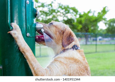Wet Golden Dog At A Park Refreshing And Drinking Water From A Green Fresh Water Dispenser For Animals