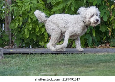 Wet Golden Doodle Running Around A Park 