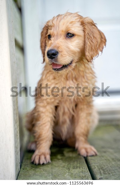 Wet Golden Retriever Puppy Stock Photo 