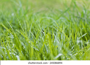 Wet Grass