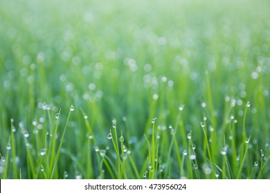 Wet Grass