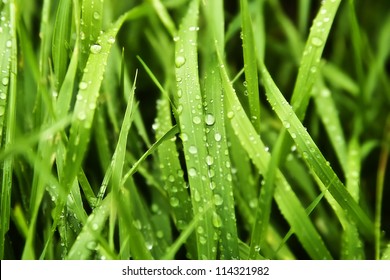 Wet Grass After The Rain