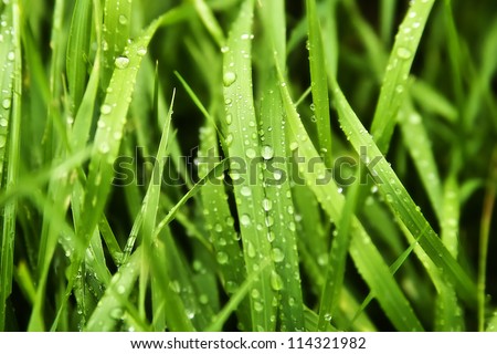wet grass after the rain
