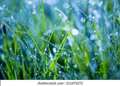 Wet Grass On Summer Morning