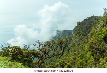 Sub Montane Forest Hd Stock Images Shutterstock