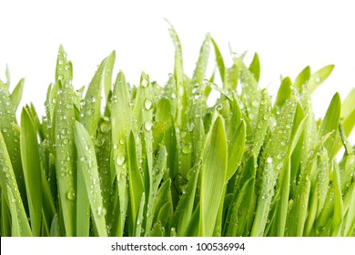 Wet Green Barley Grass, Isolated On White