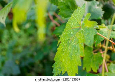 Wet Green Grape Leaf Close Up. Raindrops On Leaves.