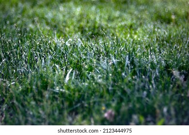 Wet Green Grass With Boken