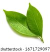 lime leaves isolated