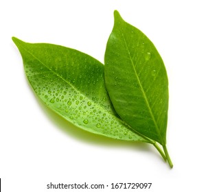 wet green leaves isolated on white background, top view - Shutterstock ID 1671729097