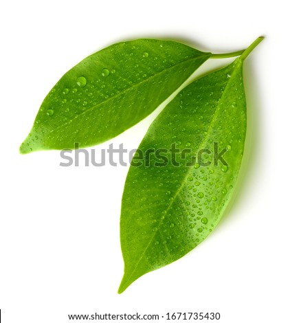 wet green leaves isolated on white background, top view