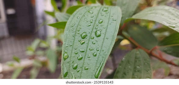 Wet Green Melastoma malabathricum Leaf with Traces of Rainwater Droplets.  - Powered by Shutterstock