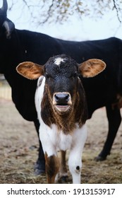 Wet Hair Of Brown And White Beef Calf Close Up During Winter On Farm, Cow In Background.