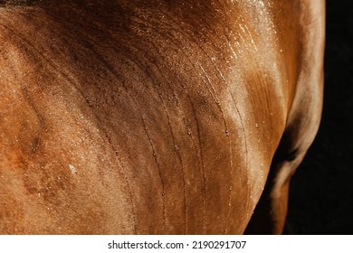 Wet Hair Of Sorrel Horse Hair Close Up On Side.