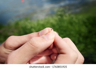 Wet Hands Holding The Stinger Of A Honey Bee After Being Stung After Swimming, Shallow Focus On Bee Stinger