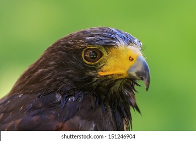 Wet Harris Hawk