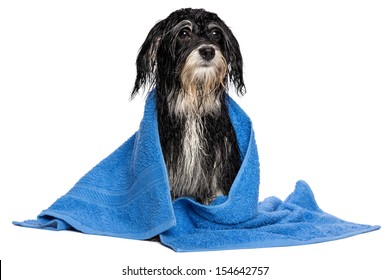 A Wet Havanese Puppy Dog After Bath Is Dressed In A Blue Towel, Isolated On White Background