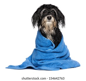 A Wet Havanese Puppy Dog After Bath Is Dressed In A Blue Towel, Isolated On White Background