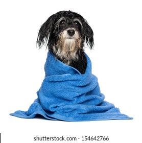 A Wet Havanese Puppy Dog After Bath Is Dressed In A Blue Towel, Isolated On White Background