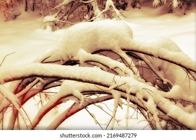 A wet heavy layer of snow bent the young trees into an arc. Forest after a heavy multi-day snowfall