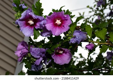 Wet Hibiscus Flower Tree After Storm