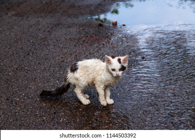 Wet homeless sad kitten on a street after a rain. Concept of protecting homeless animals