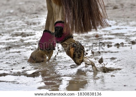 Wet horse hooves in the mud, close-up. Dirty horseboots. Horse foot in motion in a pool.