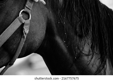 Wet Horse Mane Hair Close Up From Bath.