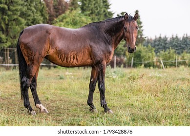 A Wet Horse With Raindrops Running Down On Fur. A Horse Standing In A Green Pasture During A Downpour Rain.